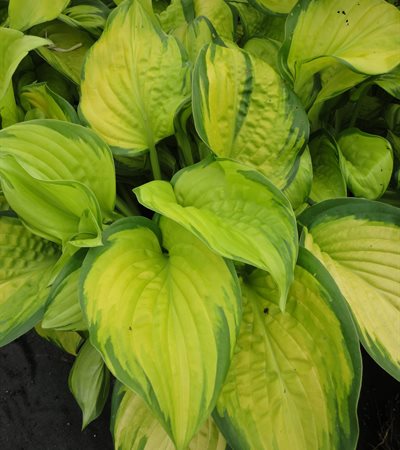 Hosta Stained Glass
